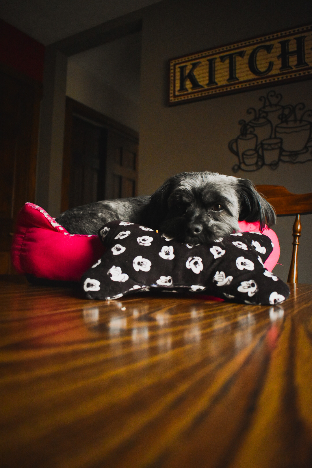 A dog lying in her bed.