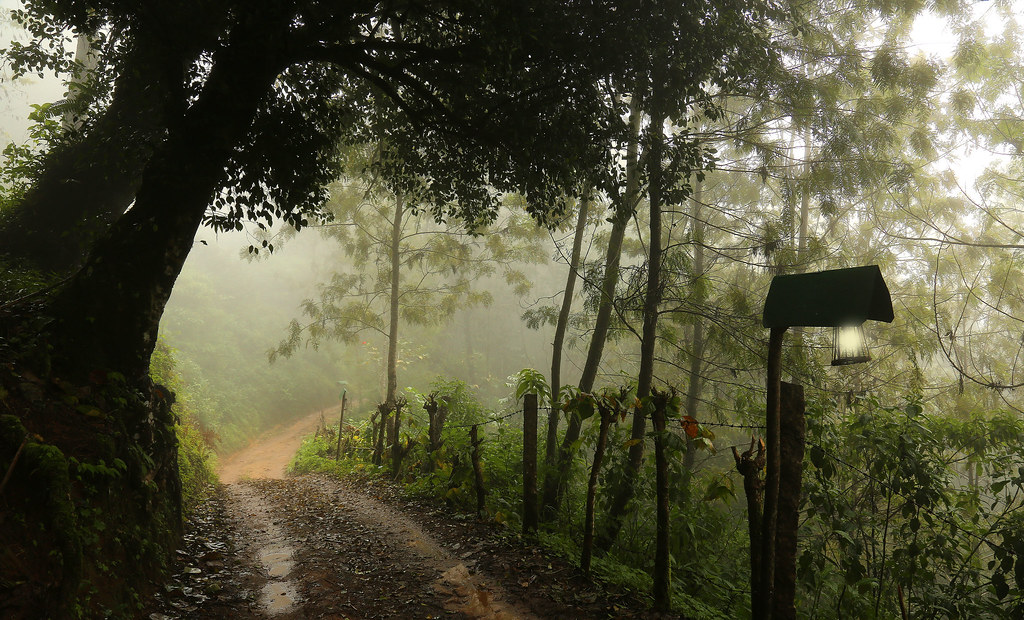 foggy forest trail